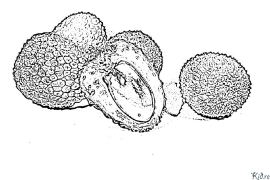 litchi Stranice Za Bojanje Za Štampanje